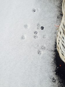 catsnow.tuihealthcare.december9.2013