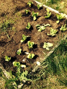 gardenstart.tuihealthcare