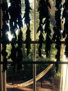 nettles.cmw.tuihealthcare