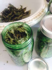 Nettle.infusion.tuihealthcare